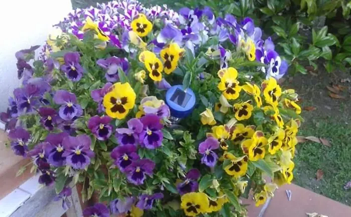 Villa Ca' Meneghetti Massaciuccoli